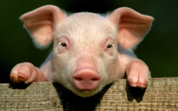 Những câu chuyện bên lề chiến dịch giải cứu thịt lợn
