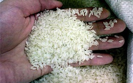 Gạo Việt xuất ngoại sẽ đem về 2,3 tỷ USD năm 2020
