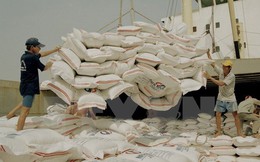 6 tháng đầu năm: Xuất khẩu gạo Japonica tăng gần 300% so với cùng kỳ