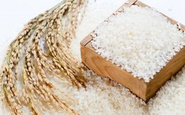Giá gạo thế giới dự báo tiếp tục tăng mạnh