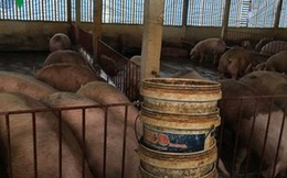 Bộ Nông nghiệp lý giải vì sao giá lợn hơi chạm đáy