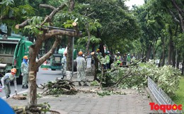 Hà Nội: Hàng cây đẹp nhất trên đường Kim Mã bắt đầu bị chặt hạ
