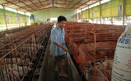 Bê bối thịt bẩn Brazil: Heo, gà ..Việt Nam hưởng lợi?