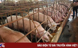 Giá lợn giống ở Bến Tre tăng gấp 10 lần
