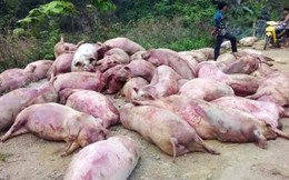 Lợn nuôi Việt Nam vỡ trận: Bộ Nông nghiệp chỉ đạo nóng