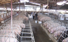 Dừng tạm nhập tái xuất sản phẩm thịt, phủ tạng từ bên ngoài qua Việt Nam?