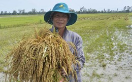 Sản xuất lúa 3 vụ khiến nông dân nghèo đi