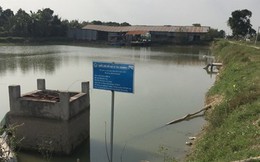 Hoang mang vì 'đại gia cá tra' mất tăm