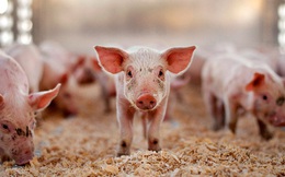 Bảo hộ nông nghiệp nhìn từ chuyện 'giải cứu' thịt lợn ở Trung Quốc hay mía đường ở Mỹ