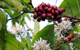 8.000 ha cà phê ra hoa trái vụ khiến người dân lo lắng