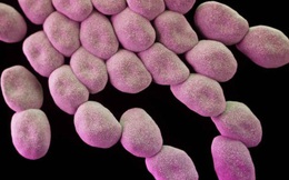 WHO vừa công bố danh sách 12 siêu vi khuẩn kháng kháng sinh nguy hiểm nhất thế giới, 3 trong số đó gần như không còn cách trị