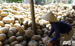 Video: Giá bí đỏ không bằng gói mỳ tôm, nông dân Đắk Lắk khóc ròng