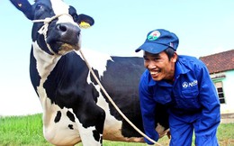Từ giấc mơ biến Mộc Châu thành đại nông trường đến… giấc mơ 100.000 con bò sữa