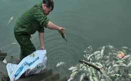 Lào Cai: Khoảng 6 tấn cá chết bất thường nổi trắng nhiều ao nuôi