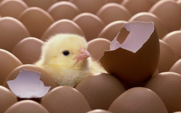 Chuyện cuối tuần: Triết lý kinh doanh "hãy chăm sóc những con gà mái" - và bí quyết "khiến cho nhân viên cảm thấy hạnh phúc"