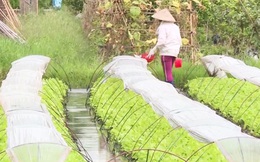 Những làng rau Hà Nội cho thu nhập... nửa tỷ đồng/ha