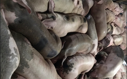 “Tuyên chiến” với nạn tiêm thuốc an thần vào lợn: Tạm cấm nhập khẩu thuốc an thần thú y 2 năm