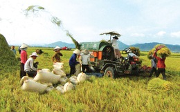 Tạo cuộc cách mạng lúa gạo