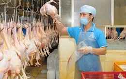 Năm 2017 Việt Nam sẽ xuất khẩu thịt gà sang Nhật Bản, EU