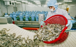 Doanh nghiệp thiệt hại lớn bởi lệnh cấm nhập khẩu tôm của Australia
