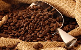 Giá cà phê tăng gần 12.000 đồng/kg trong năm qua