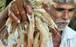 EU cảnh báo cấm nhập khẩu tôm Ấn Độ