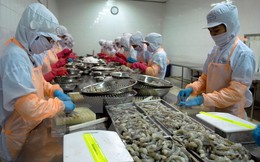 Sản phẩm tôm Việt Nam thắng lớn tại thị trường châu Âu