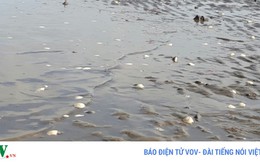 Cá, nghêu chết hàng loạt ở Kiên Giang