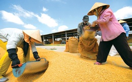 Trung Quốc tăng thuế nhập khẩu gạo nếp