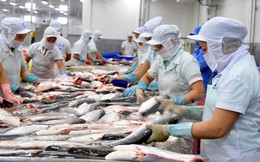 Thị trường cá tra giống "hạ nhiệt" trong khi giá tôm lại tăng