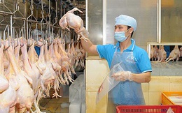 Việt Nam sắp xuất khẩu lô gà chính ngạch đầu tiên sang Nhật