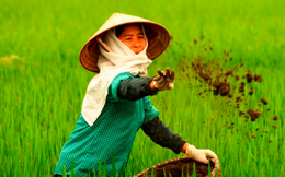 Ngành phân bón những tháng cuối năm: Canh cánh nỗi lo giá khí