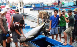 Xuất khẩu cá ngừ sang Hà Lan sẽ tiếp tục tăng tốt