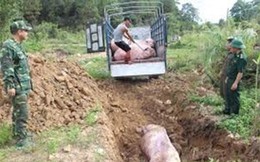 Nguy cơ dịch tả lợn Châu Phi vào Việt Nam: Lãnh đạo Bộ NNPTNT ráo riết lên tận tỉnh biên giới phía Bắc thị sát