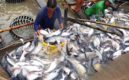 Giá cá tra tăng đột biến
