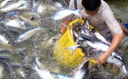 Bộ Công thương: Mỹ không khách quan, bảo hộ quá mức khi áp thuế cao chưa từng có lên cá tra Việt Nam