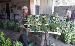 Nghịch lý 'giải cứu' cây chuối ở Đồng Nai: Đổ xô trồng mới