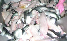 Gần 600 tỉ đồng đầu tư sản xuất cá tra giống chất lượng cao cho ĐBSCL