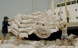 Xuất khẩu gạo: Lo ngại tình trạng ép giá khi vào chính vụ Đông Xuân