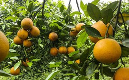 Cận cảnh vườn cam cho lãi gần 1 tỷ đồng/năm của nông dân Hòa Bình