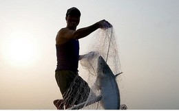 Kiếm hàng chục triệu nhờ săn cá bông lau sông Hậu