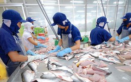 Đưa xuất khẩu cá tra đạt 2 tỷ USD
