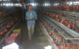 Lạ: Việt Nam nhập khẩu trứng gà, muối hằng năm