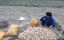 Nỗi lo sau giải cứu khoai tây ở Lạng Sơn