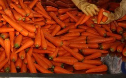 Thu giữ hơn 6 tấn cà rốt bị ngâm, tẩy hóa chất