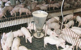 Giá thịt lợn vẫn thấp ở mức cảnh báo