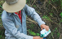 Mỗi ngày, Việt Nam chi 2,15 triệu USD nhập thuốc trừ sâu