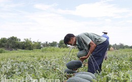 Quảng Nam kêu gọi công viên chức "giải cứu" 1.300 tấn dưa hấu