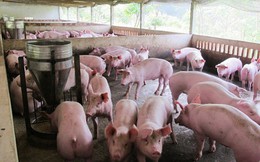 Ngân hàng đã "gỡ khó" cho người nuôi lợn thế nào?