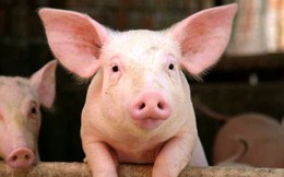 Vì sao giá lợn hơi tăng "phi mã"?
